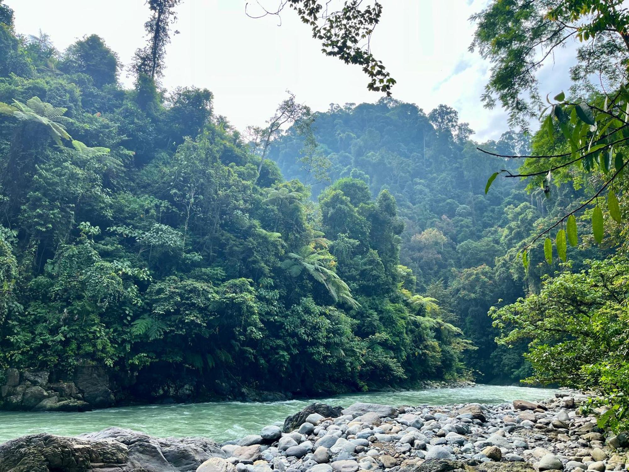 Hotel Charlys Little House Bukit Lawang Esterno foto