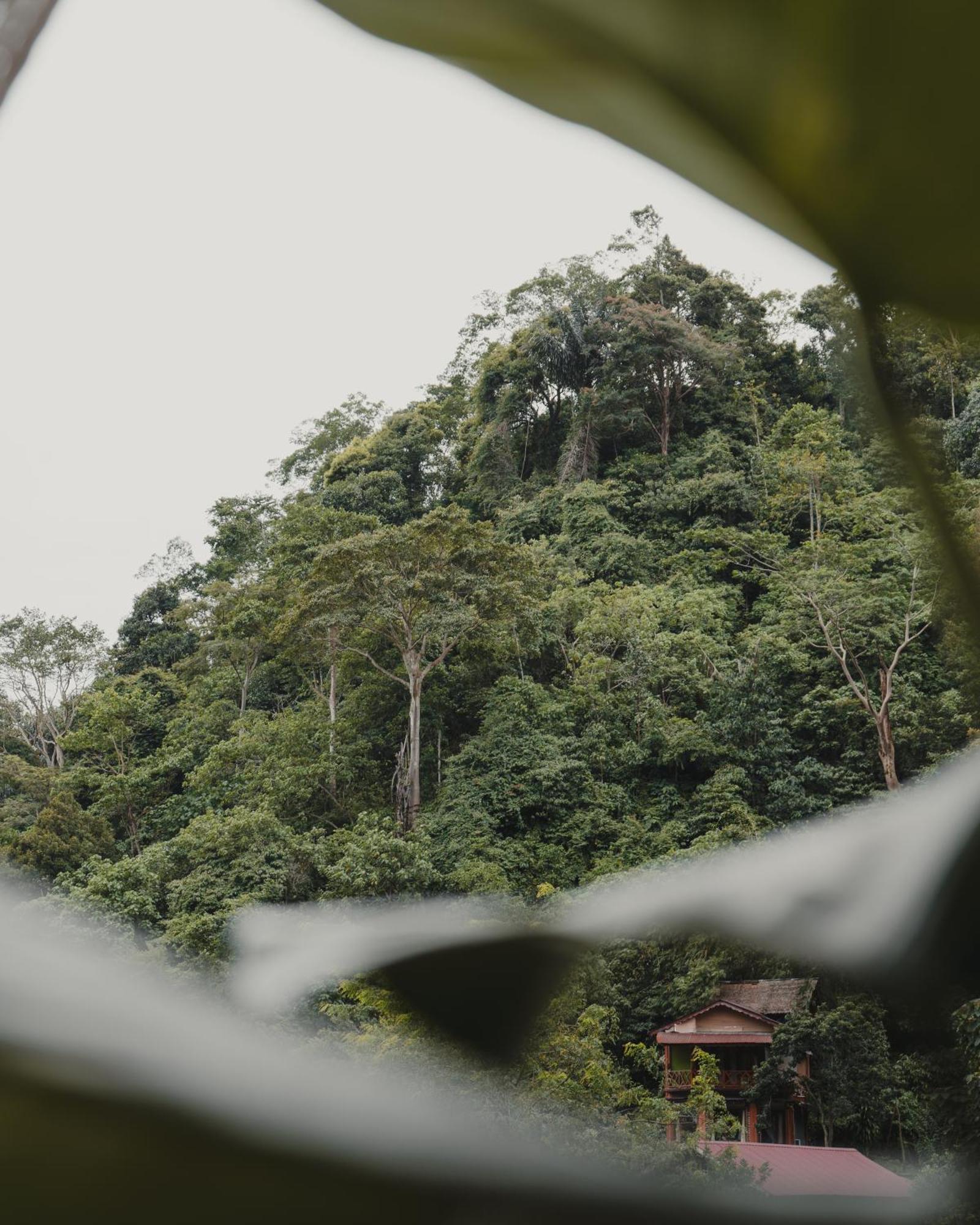 Hotel Charlys Little House Bukit Lawang Esterno foto