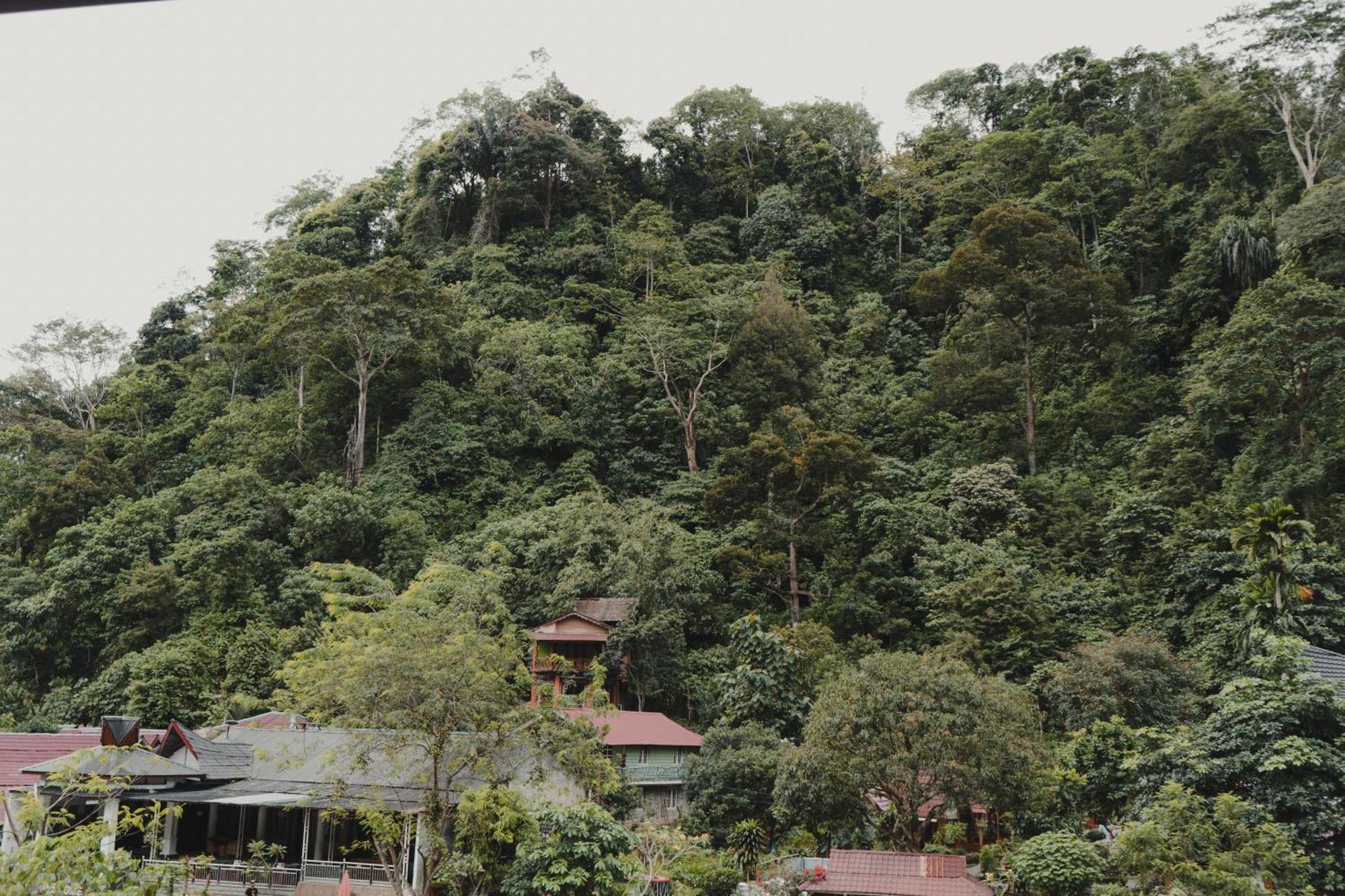 Hotel Charlys Little House Bukit Lawang Esterno foto